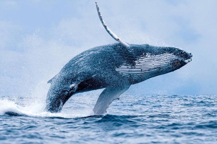 Hermanus Land-Based Whale Watching and Wine Tasting Tour