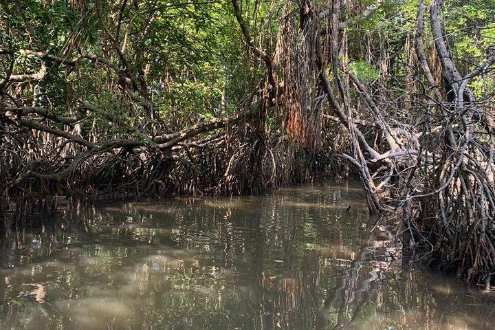 Mangrove Adventure
