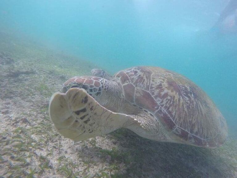 Snorkeling with Turtles