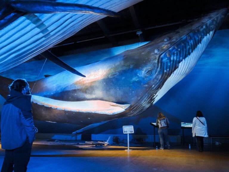 Whales of Iceland Museum Admission