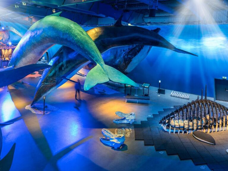 Whales of Iceland Museum Admission