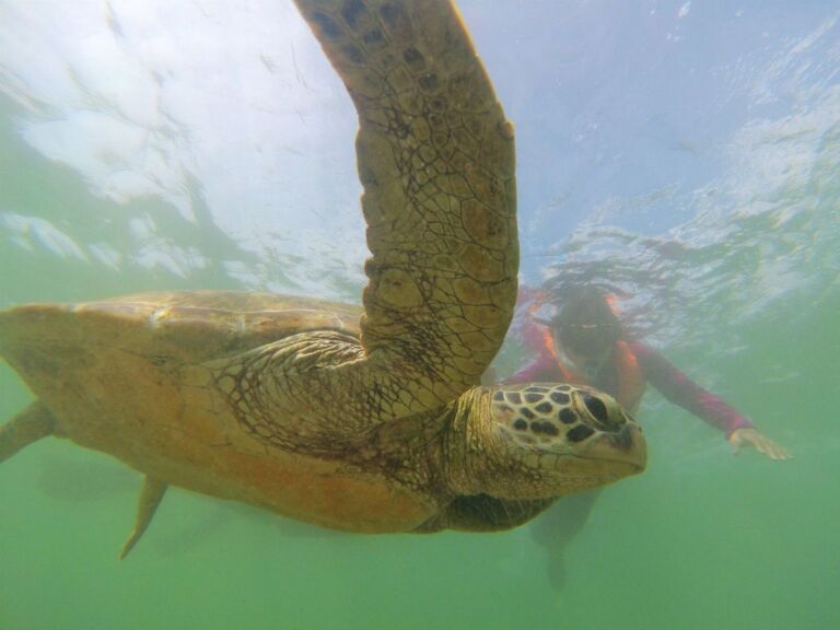 Snorkeling With Sea Turtles In Mirissa