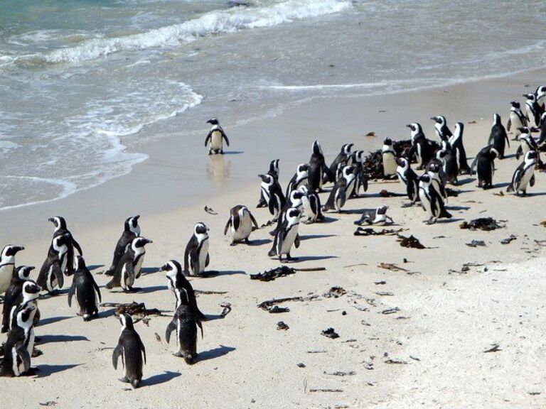 ( Cape Town Private Tour Full-Day ) Robben Island and Cape Peninsula Penguins