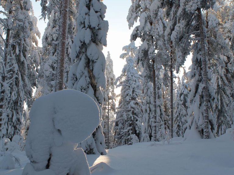 Snowshoe trek to Finnish Forest.