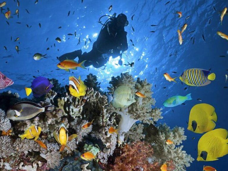 Diving and Snorkeling Day Trip To White Island and Ras Mohamed By VIP Boat Sharm.