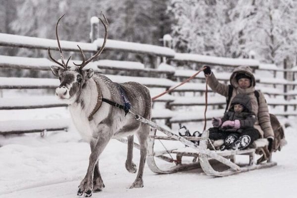 Reindeer Farm Experience in Rovaniemi