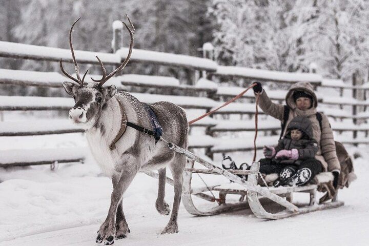 Reindeer Farm Experience in Rovaniemi.