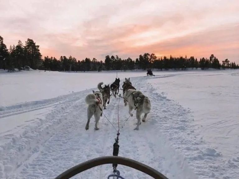 10 km REAL MUSHER EXPERIENCE.