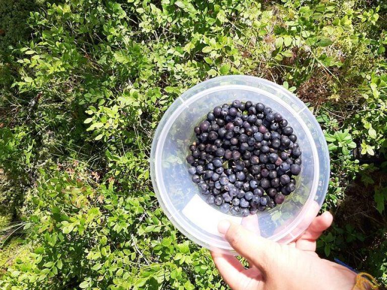 Berry Picking in a National Park.