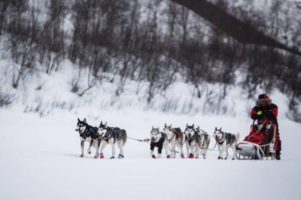 Chasing Aurora Borealis – Husky powered sled ride