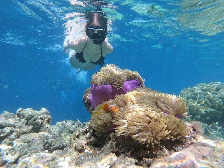 Snorkeling Day Trip to White Island And Ras Mohamed By VIP Boat Sharm El Sheikh.