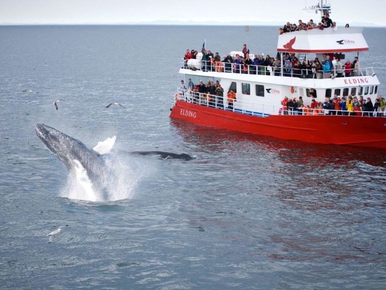 Whale Watching and Golden Circle.