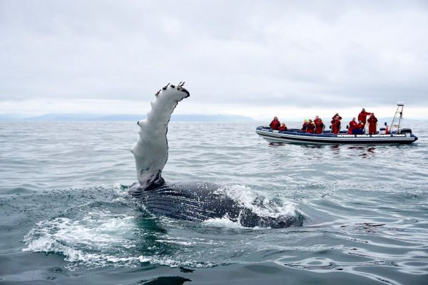 Reykjavík Premium Whale Watching
