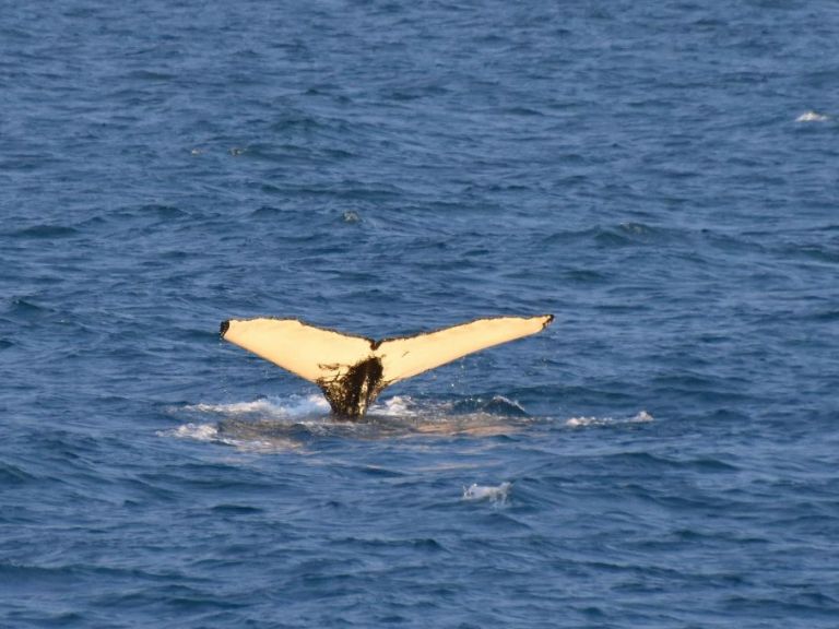 Whale Watching & FlyOver Iceland COMBO tour.