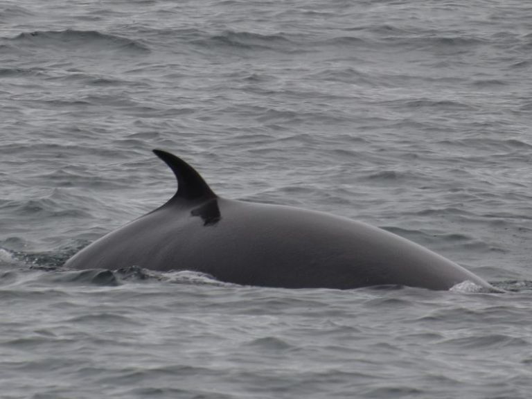 Whale Watching from Reykjavík & Akureyri.