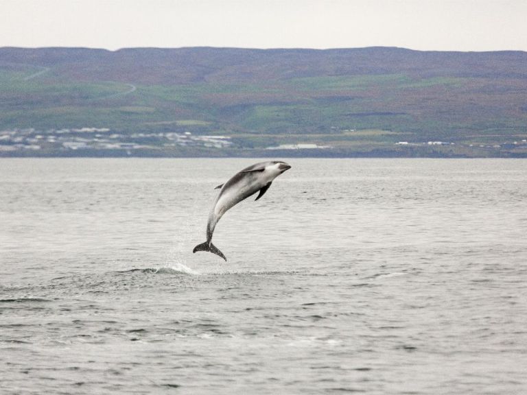 Big Whales & Puffins speedy RIB boat tour.