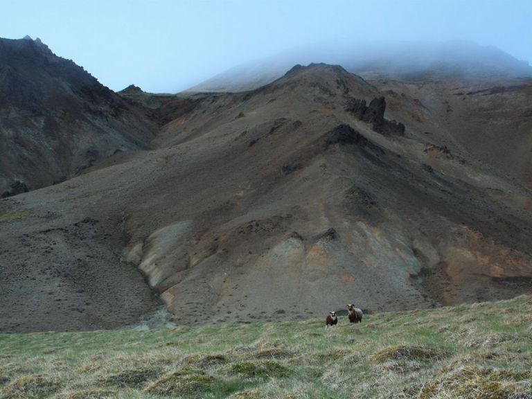 Reykjanes Peninsula - Private Tour: Incredible aspects of bird’s life & Iceland’s volcanic landscapes with cliffs, volcanoes, lava fields, hot springs & craters of various kinds…