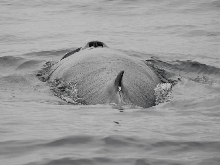 Reykjavík Whales & Snorkeling.