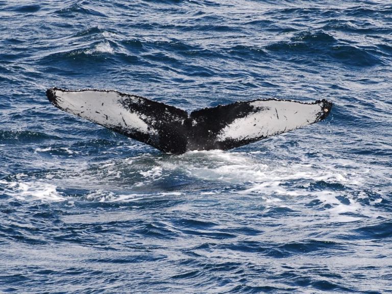 Whale Watching & Whales of Iceland Exhibition.