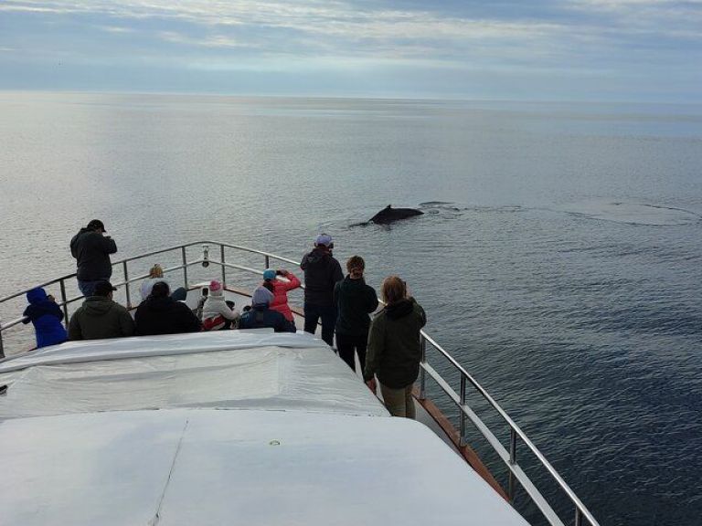 Whale Watching & Dolphin Luxury Yacht Cruise: Join Harpa Yachts for a comfortable whale & dolphin watching cruise from Reykjavik Old Harbor. On this cruise with we sail out from the old harbor in downtown Reykjavik out to Faxafloi bay looking for whales & dolphins.