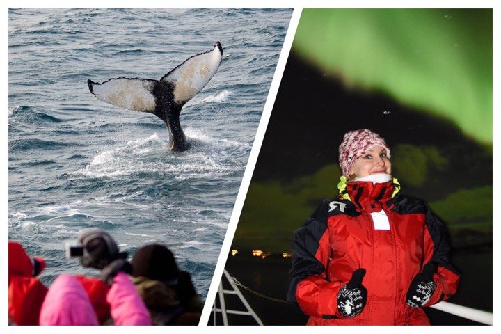 Reykjavík Whales & Northern Lights.