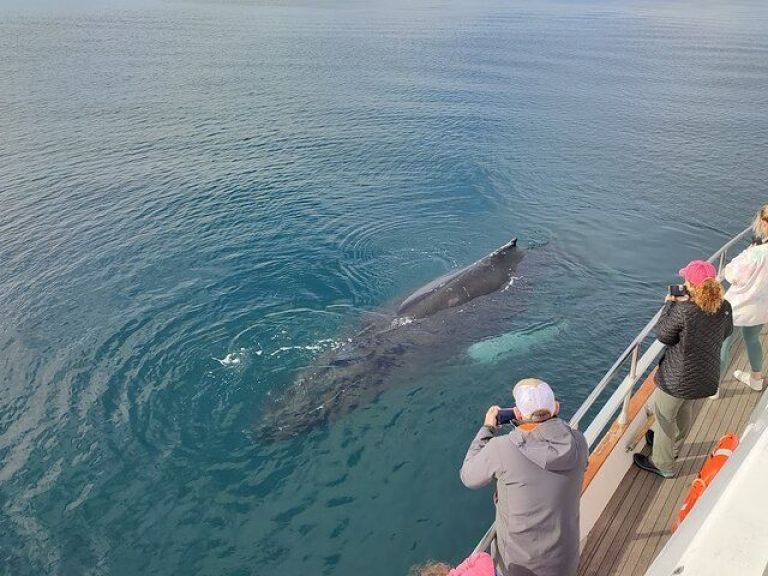 Whale Watching & Dolphin Luxury Yacht Cruise: Join Harpa Yachts for a comfortable whale & dolphin watching cruise from Reykjavik Old Harbor. On this cruise with we sail out from the old harbor in downtown Reykjavik out to Faxafloi bay looking for whales & dolphins.