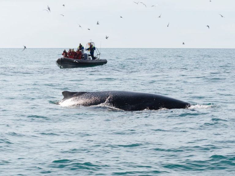 Reykjavík Premium Whale Watching. An exhilarating premium tour starting from the Old Harbour in Reykjavík every day from 1 April to 31 October. This is a small group tour with only 12 passengers per boat, a specially trained crew and a certified RIB captain.