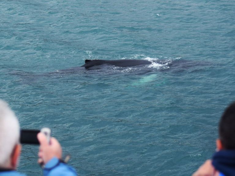 Whale Watching from Reykjavík & Akureyri.