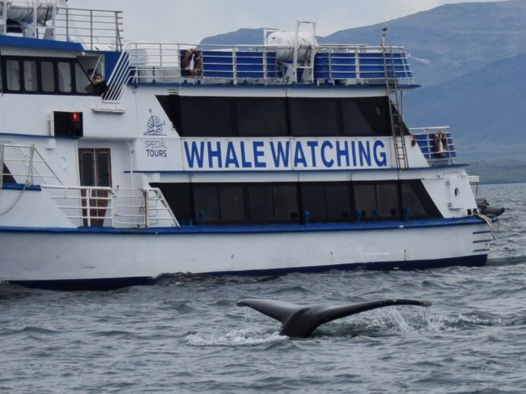 Whale Watching & Whales of Iceland Exhibition.