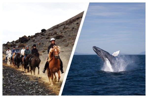 Reykjavík Whales & Horses