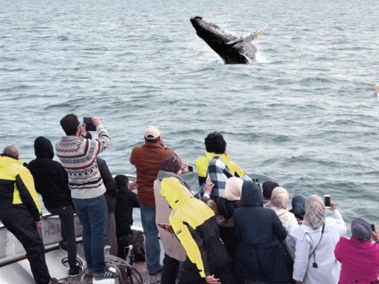 Whale Watching & Dolphin Luxury Yacht Cruise: Join Harpa Yachts for a comfortable whale & dolphin watching cruise from Reykjavik Old Harbor. On this cruise with we sail out from the old harbor in downtown Reykjavik out to Faxafloi bay looking for whales & dolphins.