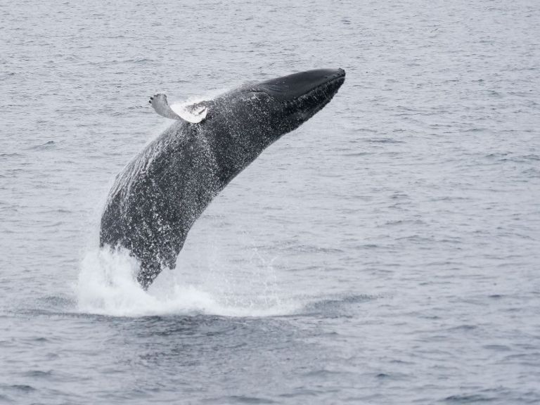 Whale Watching Cruise from Reykjavík.