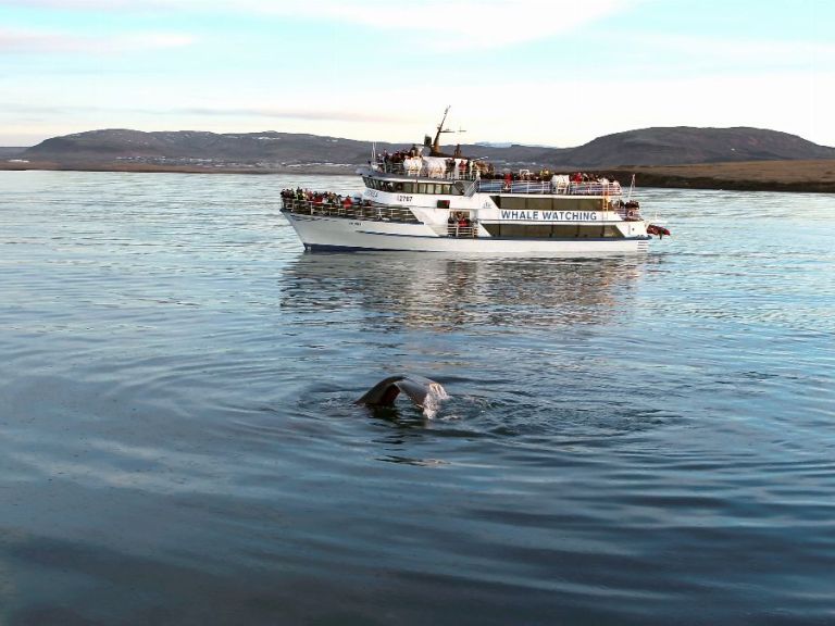 Whale Watching & Whales of Iceland Exhibition.