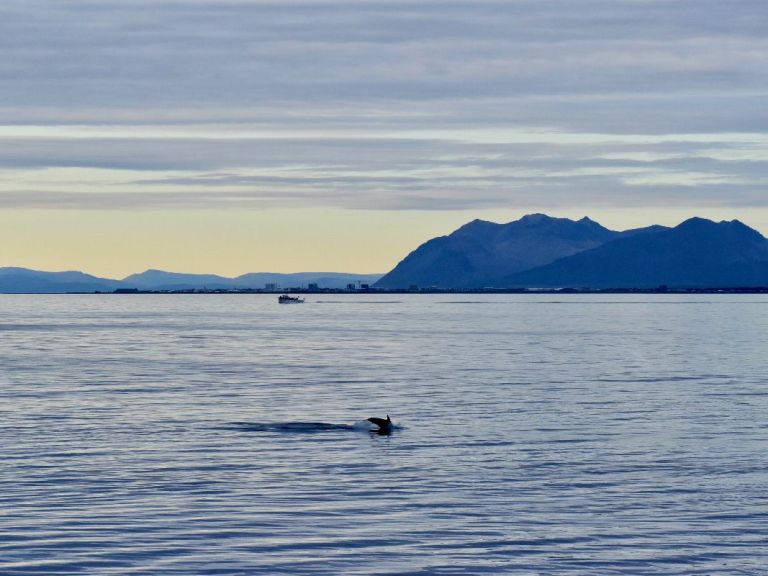 Reykjavík Classic Whales in the Midnight Sun.