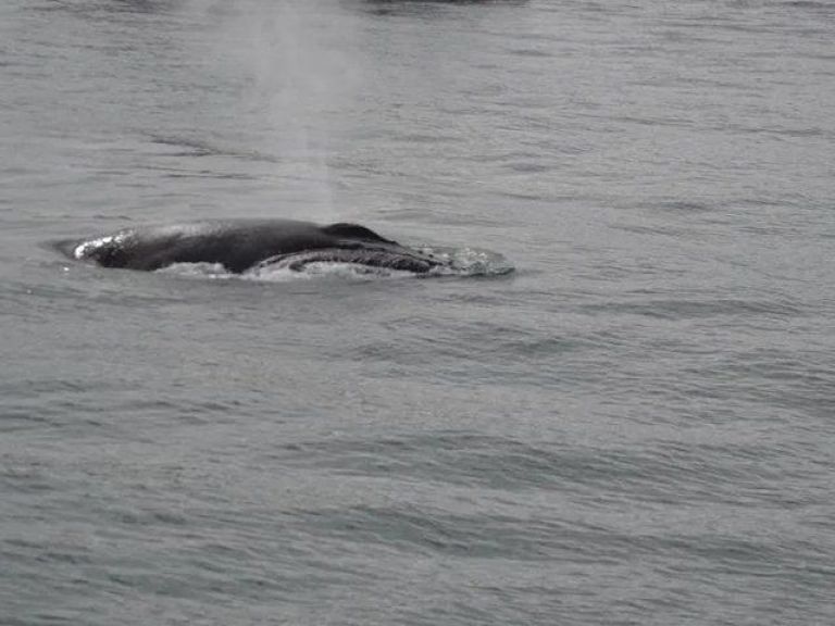 Whale Watching & Dolphin Luxury Yacht Cruise: Join Harpa Yachts for a comfortable whale & dolphin watching cruise from Reykjavik Old Harbor. On this cruise with we sail out from the old harbor in downtown Reykjavik out to Faxafloi bay looking for whales & dolphins.