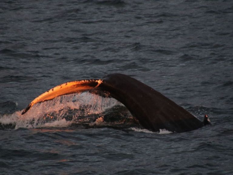 Akureyri Classic Whales in the Midnight Sun.
