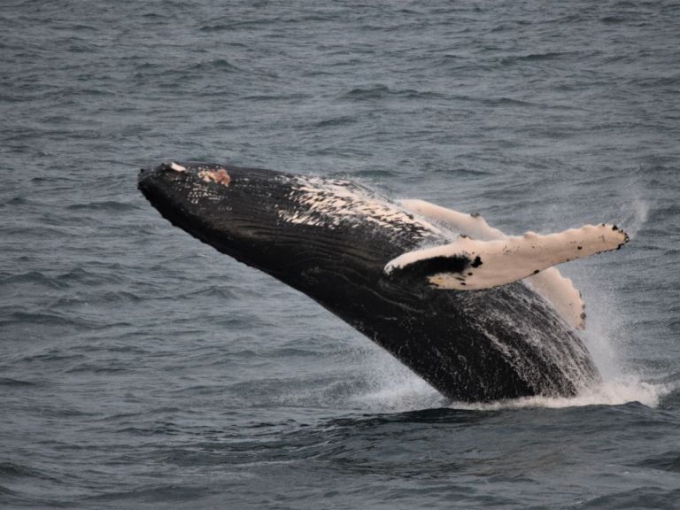 Whales & Sea Angling.