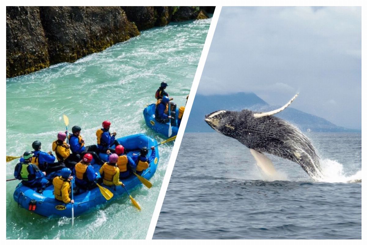 Whales & White Water Rafting: This tour combines two true adventures on the water. After exploring the wonders of the whales and birds it it is time to set your adrenaline free - rafting down the glacial river Hvítá admiring its stunningly beautiful landscape.