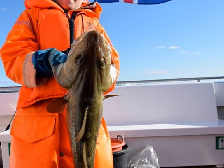 Sea Angling. With our company, you can enjoy the fishing adventure of a lifetime! Sea Angling is a great activity for all ages. We set off from Reykjavik's Old Harbour and head out to fishing area Faxaflói Bay, where our experienced crew will usually spot fish in a flash!