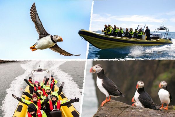Puffin Tour by RIB Speedboat from Downtown Reykjavik