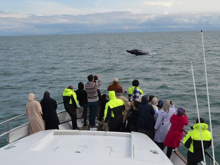 Whale Watching & Dolphin Luxury Yacht Cruise: Join Harpa Yachts for a comfortable whale & dolphin watching cruise from Reykjavik Old Harbor. On this cruise with we sail out from the old harbor in downtown Reykjavik out to Faxafloi bay looking for whales & dolphins.