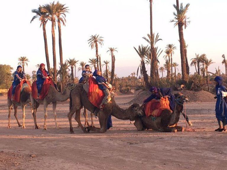 Sunset Camel Ride in the Palmeraie Oasis.