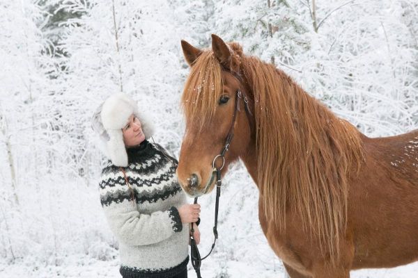 Northern Lights tour with Finnhorses sleigh ride