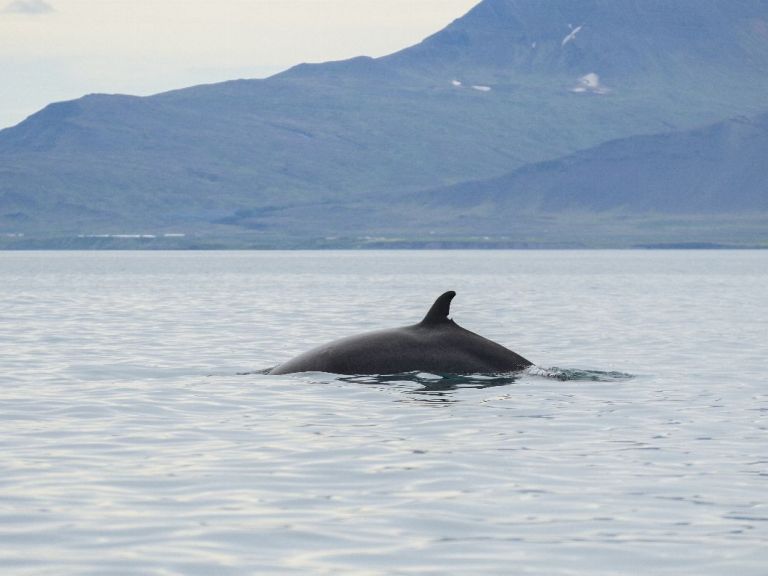 Reykjavík Classic Whale Watching: Enjoy a magical journey into Faxaflói bay with our expert crew and specially trained naturalists. Explore the whales of Reykjavík under the excellent guidance of our marine biologist guides and learn all about the incredible wildlife that call Iceland their home.