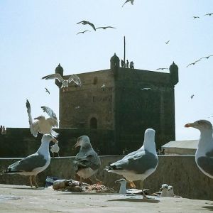 Shared-Small Group Day Trip to Essaouira from Marrakech.