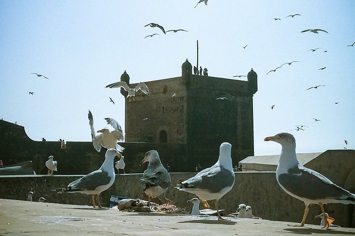 Shared-Small Group Day Trip to Essaouira from Marrakech.