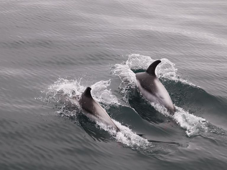 Whales & Sea Angling.