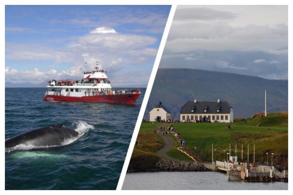 Reykjavík Whales & Viðey Island
