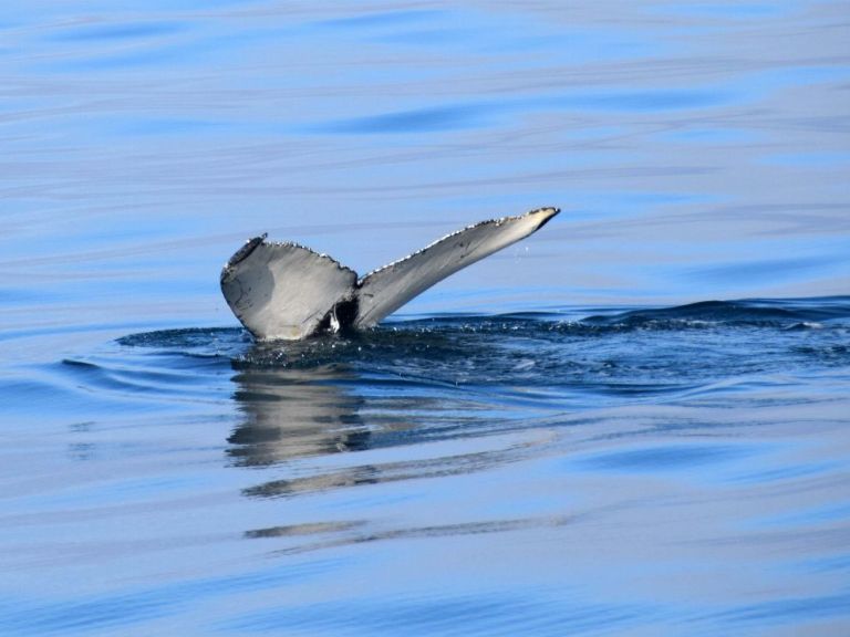 Whales & Sea Angling.