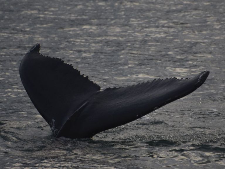 Whale Watching from Reykjavík & Akureyri.